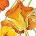 Beverly Allen Tropaeolum majus Nasturtiums